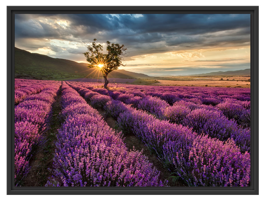 Lavendel Provence mit Baum Schattenfugenrahmen 80x60