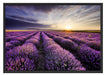Lavendel Provence Landschaft Schattenfugenrahmen 100x70