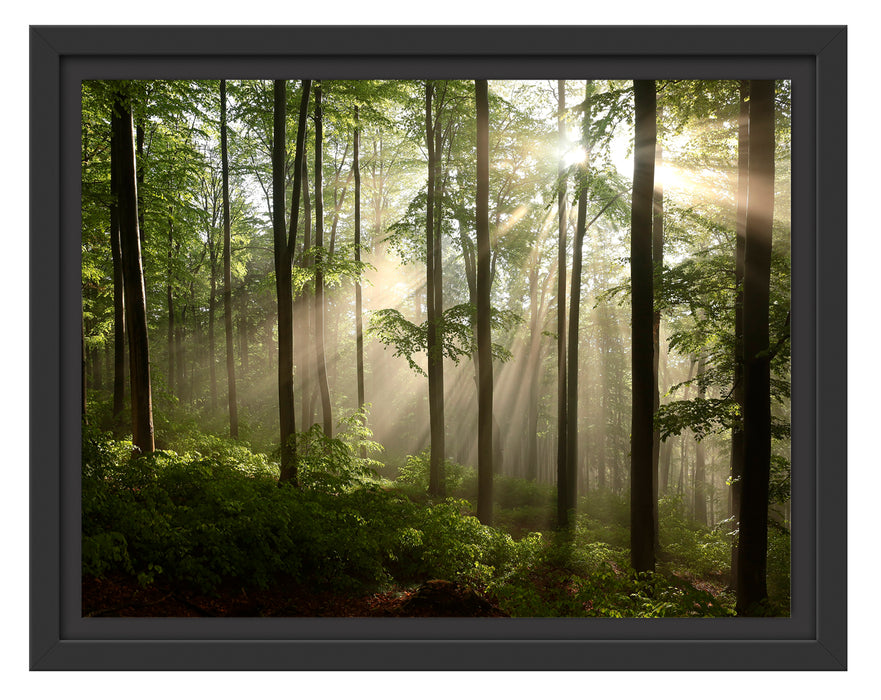 Sonnenstrahlen in Wäldern Schattenfugenrahmen 38x30
