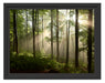 Sonnenstrahlen in Wäldern Schattenfugenrahmen 38x30