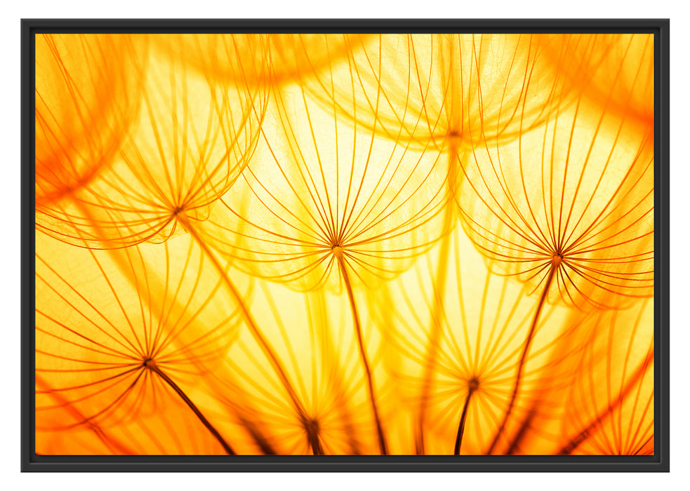 Pixxprint Pusteblumen oranges Licht, im Schwebe-Effekt Bilderrahmen
