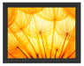 Pusteblumen oranges Licht Schattenfugenrahmen 38x30