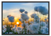 Baumwollblüten im Sonnenuntergang Schattenfugenrahmen 100x70