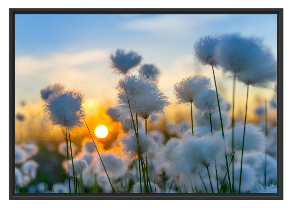 Pixxprint Baumwollblüten im Sonnenuntergang, im Schwebe-Effekt Bilderrahmen