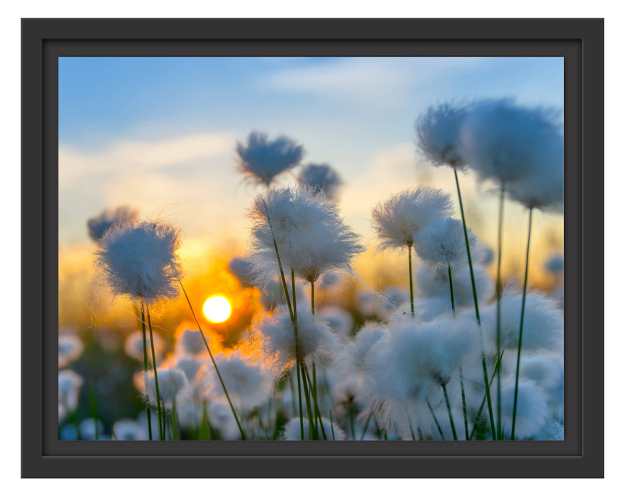 Baumwollblüten im Sonnenuntergang Schattenfugenrahmen 38x30