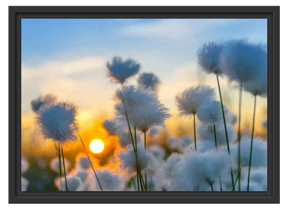 Baumwollblüten im Sonnenuntergang Schattenfugenrahmen 55x40