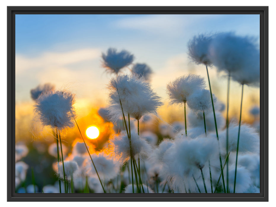 Baumwollblüten im Sonnenuntergang Schattenfugenrahmen 80x60