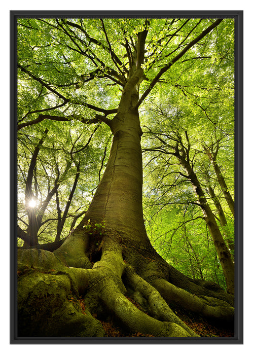 Riesiger Baum im Dschungel Schattenfugenrahmen 100x70