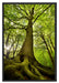 Riesiger Baum im Dschungel Schattenfugenrahmen 100x70