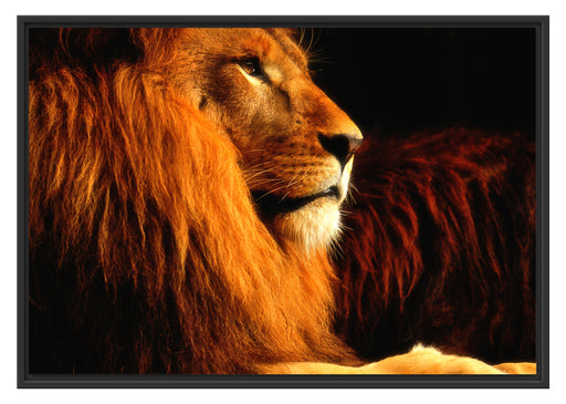 Majestäischer stolzer Löwe Schattenfugenrahmen 100x70