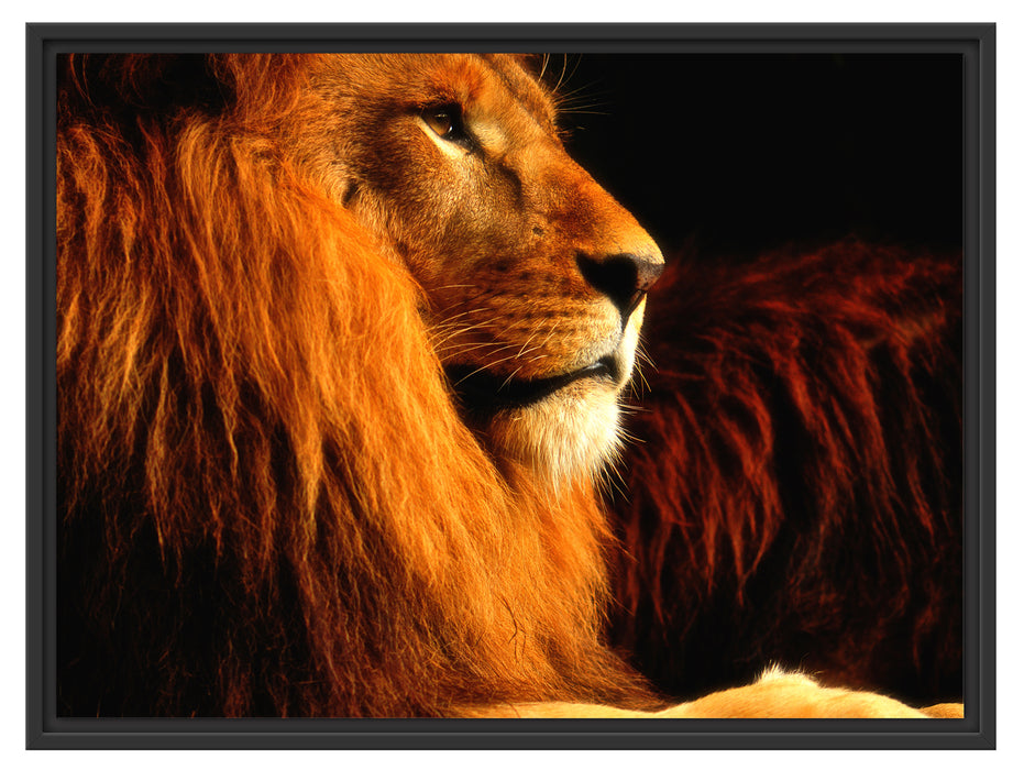 Majestäischer stolzer Löwe Schattenfugenrahmen 80x60