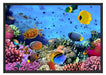 Fische über Korallenriff Schattenfugenrahmen 100x70