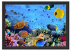 Fische über Korallenriff Schattenfugenrahmen 55x40