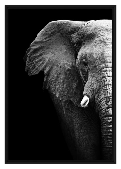 Pixxprint Elefant Porträ B&W, im Schwebe-Effekt Bilderrahmen