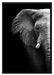 Elefant Porträ B&W Schattenfugenrahmen 100x70