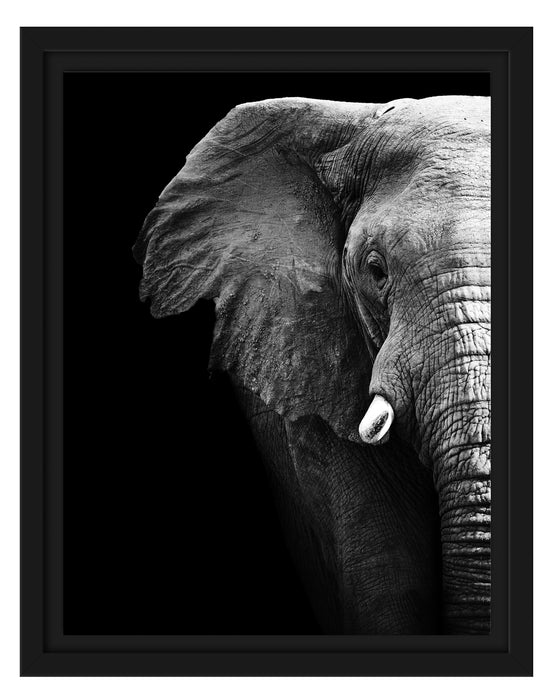 Elefant Porträ B&W Schattenfugenrahmen 38x30