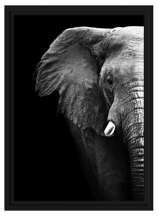 Elefant Porträ B&W Schattenfugenrahmen 55x40