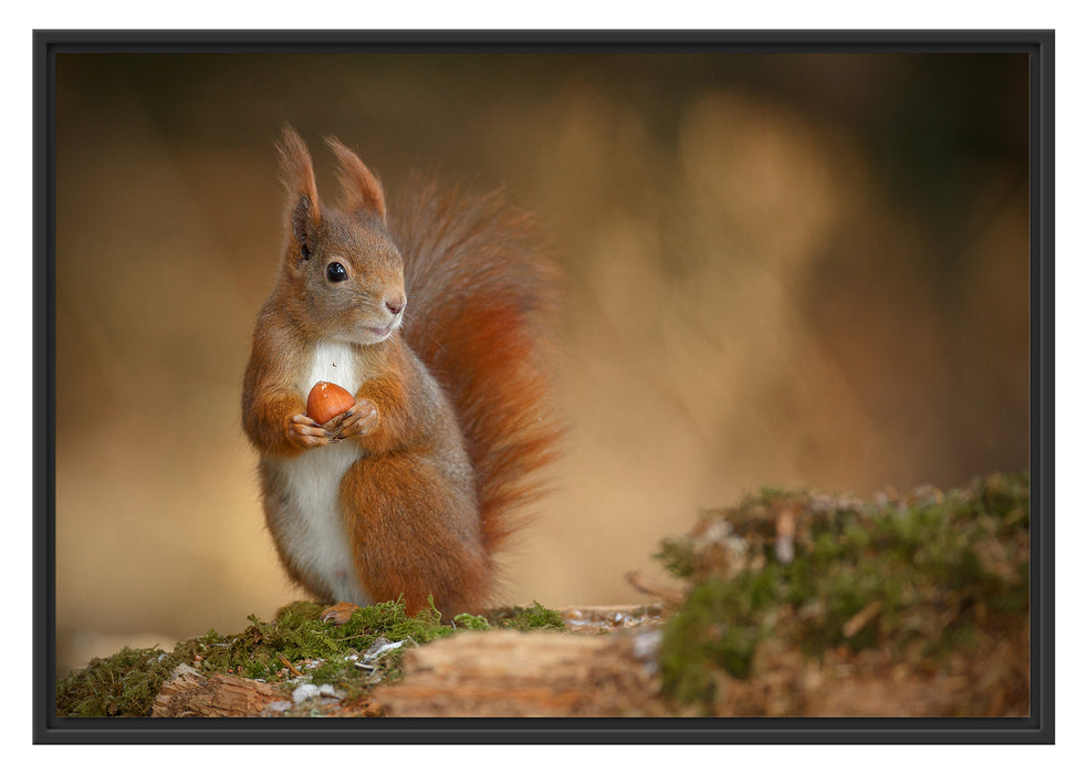 Pixxprint Freches Eichhörnchen mit Nuss, im Schwebe-Effekt Bilderrahmen