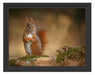 Freches Eichhörnchen mit Nuss Schattenfugenrahmen 38x30