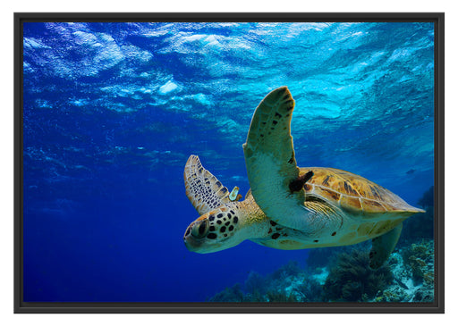 Schildkröte im Riff Schattenfugenrahmen 100x70