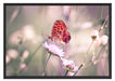 Bezaubernder Schmetterling Schattenfugenrahmen 100x70