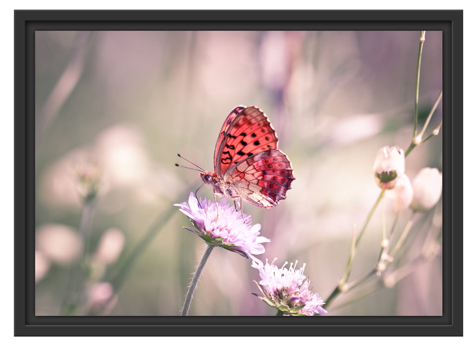 Bezaubernder Schmetterling Schattenfugenrahmen 55x40