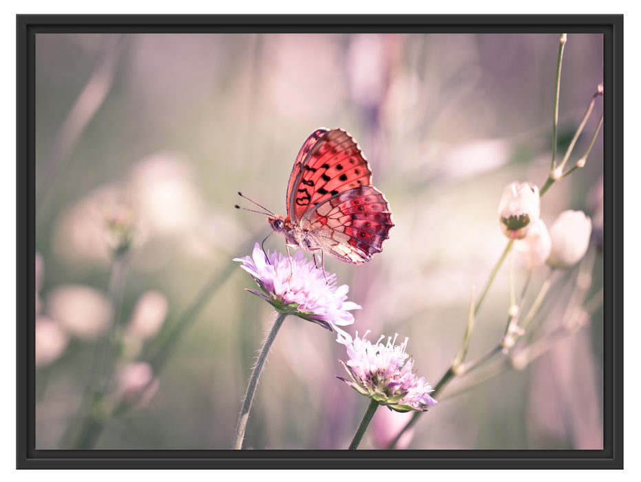 Bezaubernder Schmetterling Schattenfugenrahmen 80x60