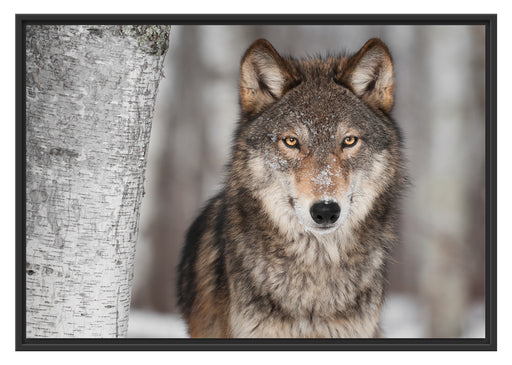Wilder Wolf Schattenfugenrahmen 100x70
