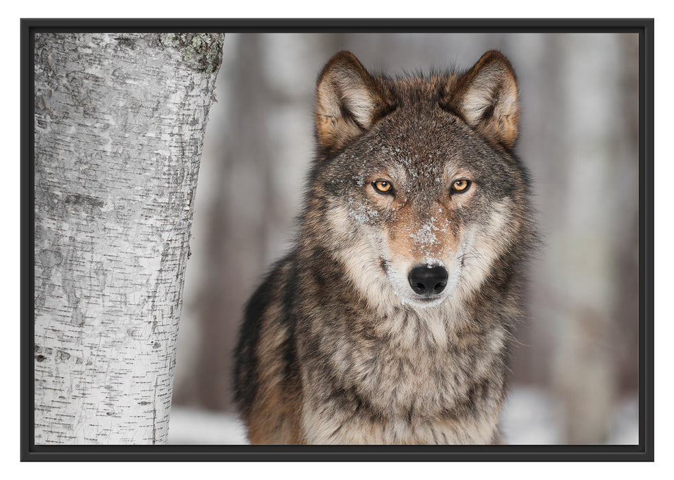 Pixxprint Wilder Wolf, im Schwebe-Effekt Bilderrahmen
