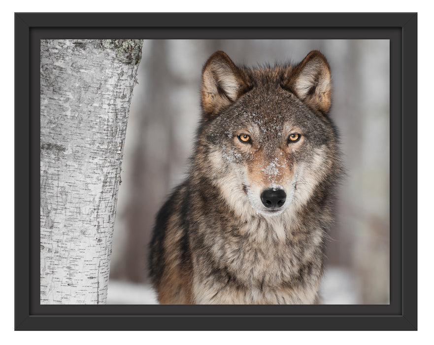 Wilder Wolf Schattenfugenrahmen 38x30