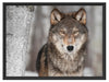 Wilder Wolf Schattenfugenrahmen 80x60