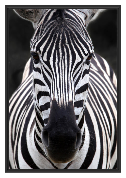 Zebra Porträ Schattenfugenrahmen 100x70