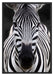 Zebra Porträ Schattenfugenrahmen 100x70