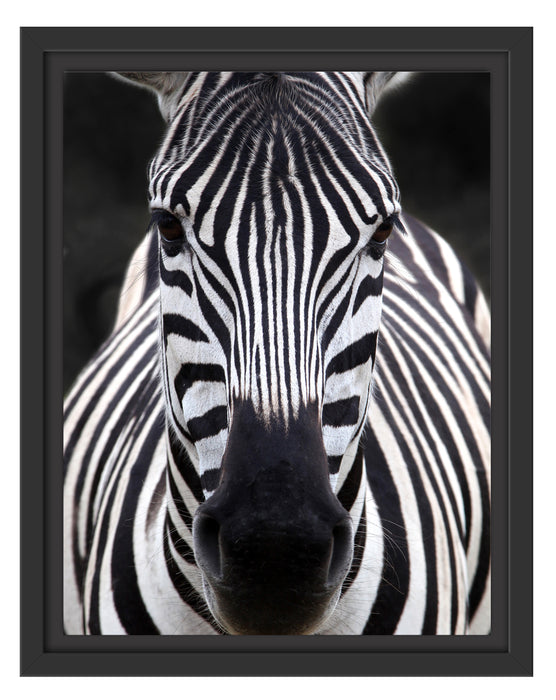 Zebra Porträ Schattenfugenrahmen 38x30
