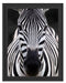 Zebra Porträ Schattenfugenrahmen 38x30