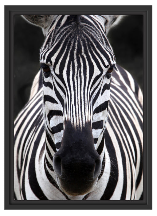 Zebra Porträ Schattenfugenrahmen 55x40