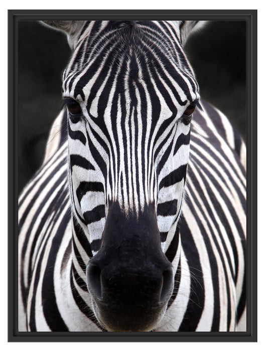 Zebra Porträ Schattenfugenrahmen 80x60