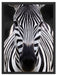 Zebra Porträ Schattenfugenrahmen 80x60