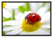 Marienkäfer auf Gänseblümchen Schattenfugenrahmen 100x70