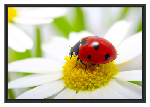 Marienkäfer auf Gänseblümchen Schattenfugenrahmen 100x70