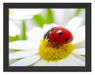 Marienkäfer auf Gänseblümchen Schattenfugenrahmen 38x30