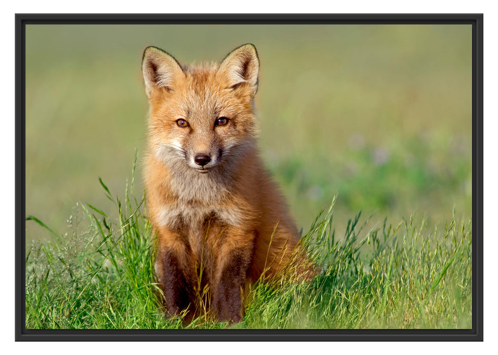 Pixxprint Kleiner Fuchs, im Schwebe-Effekt Bilderrahmen