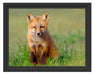 Kleiner Fuchs Schattenfugenrahmen 38x30
