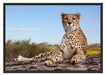 Gepard in Savanne Schattenfugenrahmen 100x70