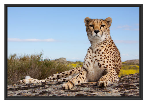 Gepard in Savanne Schattenfugenrahmen 100x70