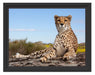 Gepard in Savanne Schattenfugenrahmen 38x30