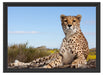 Gepard in Savanne Schattenfugenrahmen 55x40