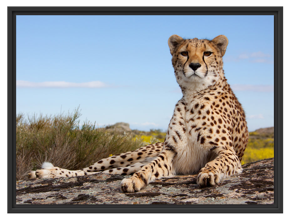 Gepard in Savanne Schattenfugenrahmen 80x60
