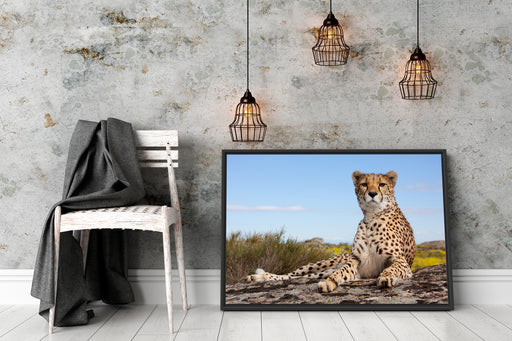 Gepard in Savanne Schattenfugenrahmen Wohnzimmer