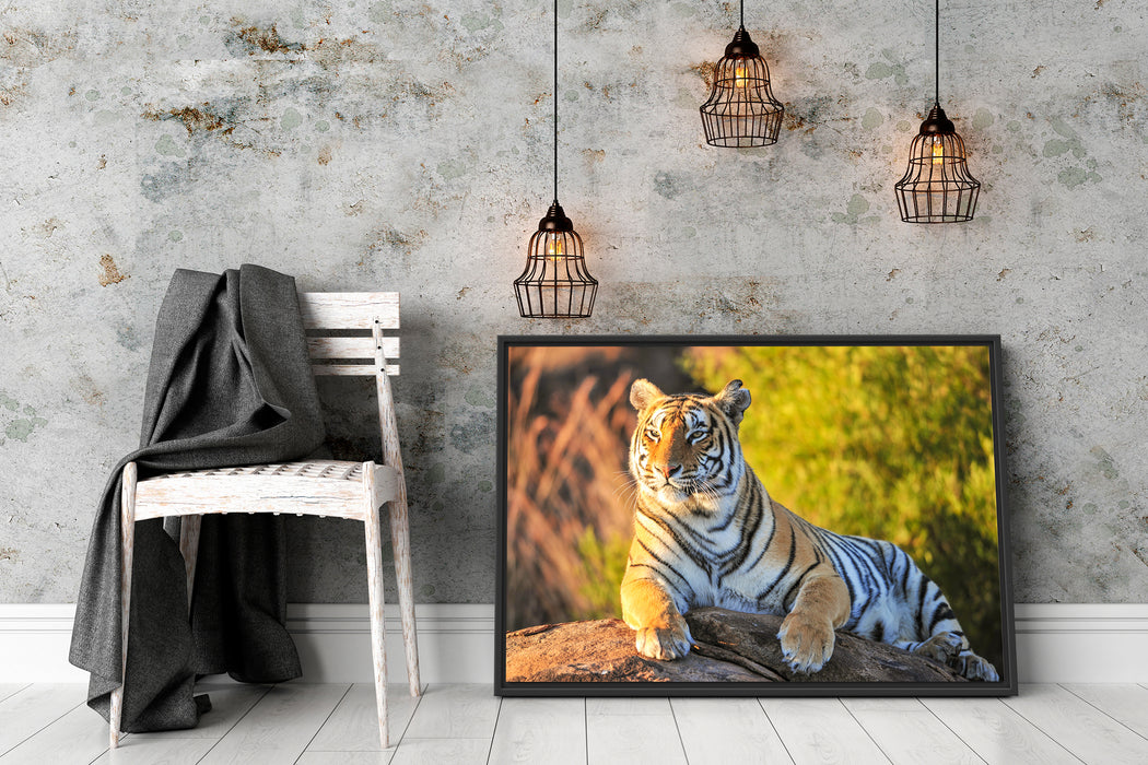 Stolzer Tiger Schattenfugenrahmen Wohnzimmer